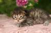 img_3702_small.jpg