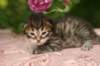 img_3703_small.jpg