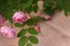 img_3713_small.jpg