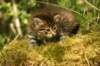 img_7456_small.jpg