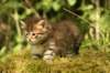 img_7463_small.jpg