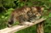 img_7468_small.jpg