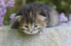 jaleesa3viikkoa9619_small.jpg