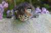 jaleesa3viikkoa969_small.jpg