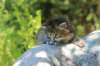 jaleesa4weeks17611_small.jpg