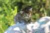 jaleesa4weeks17614_small.jpg