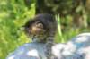 jaleesa4weeks17615_small.jpg