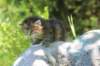 jaleesa4weeks17617_small.jpg