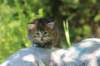 jaleesa4weeks17619_small.jpg