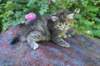 jaleesa4weeks1761_small.jpg