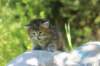 jaleesa4weeks17621_small.jpg
