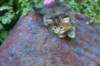 jaleesa4weeks17623_small.jpg