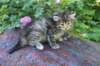 jaleesa4weeks1763_small.jpg