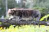 janessa11viikkoa4810_small.jpg