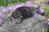joellegirln2312_small.jpg