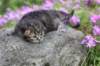joellegirln2313_small.jpg
