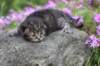 joellegirln2314_small.jpg