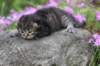 joellegirln2315_small.jpg