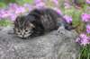 joellegirln2316_small.jpg