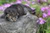 joellegirln2317_small.jpg