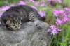 joellegirln2318_small.jpg