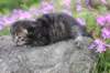 joellegirln2325_small.jpg