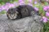 joellegirln2326_small.jpg