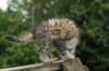 img_7062_small.jpg