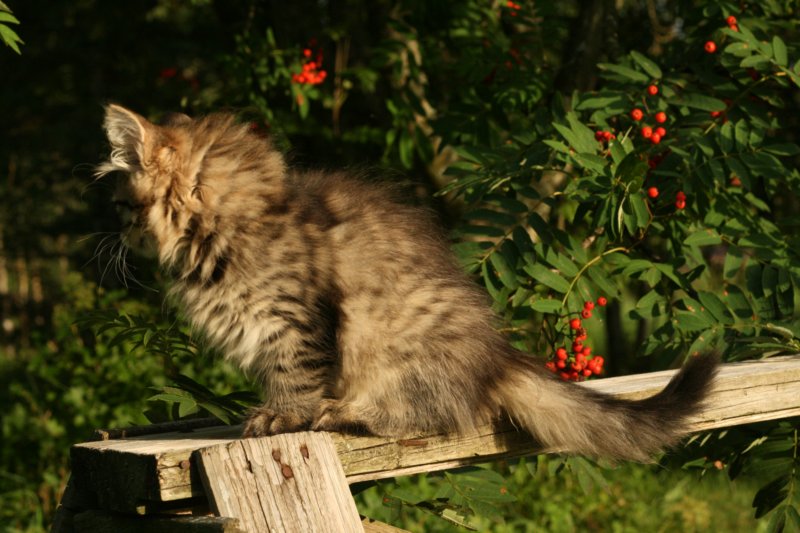 jemima7.jpg