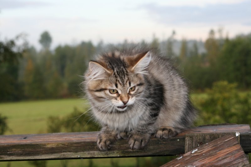 jemima7.jpg