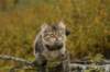 img_8641_small.jpg