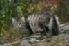 img_8771_small.jpg