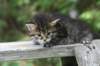 johannagirl10_small.jpg