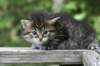 johannagirl11_small.jpg