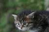johannagirl12_small.jpg