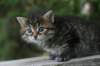 johannagirl13_small.jpg