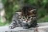 johannagirl22_small.jpg