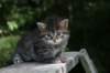 johannagirl26_small.jpg