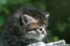 johannagirl8_small.jpg