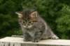 johanna13_small.jpg