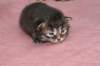jeremia8_small.jpg
