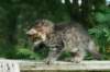 img_5622_small.jpg