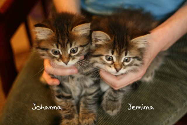 johannajemima.jpg