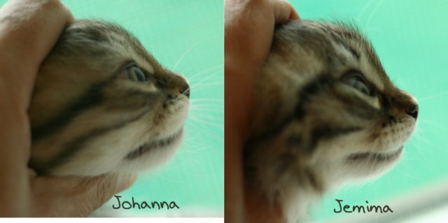 johannajemimaprofile2.jpg