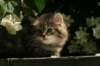img_4094_small.jpg
