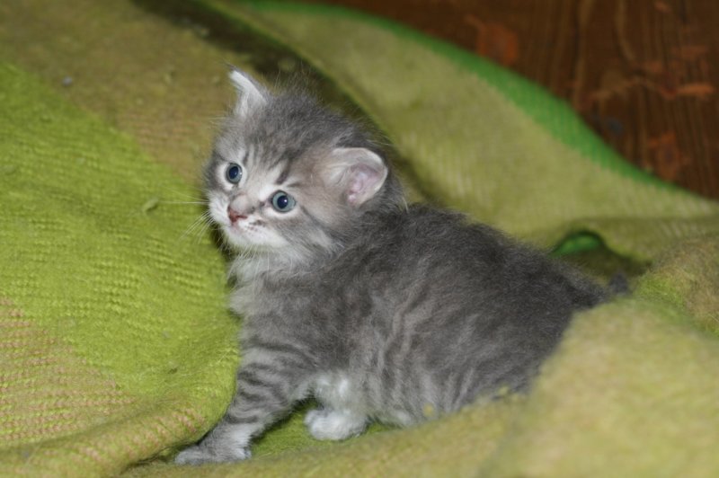 donationsinitiikeripoikadonationbluetigerboy2.jpg