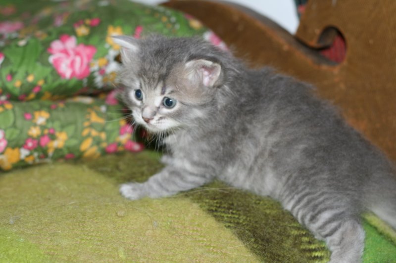 donationsinitiikeripoikadonationbluetigerboy3.jpg