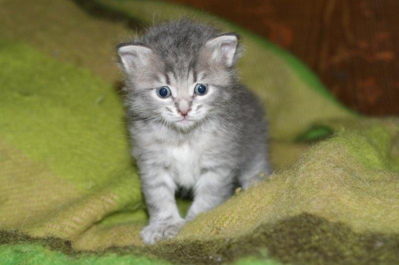 donationsinitiikeripoikadonationbluetigerboy5.jpg