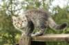 img_7961_small.jpg