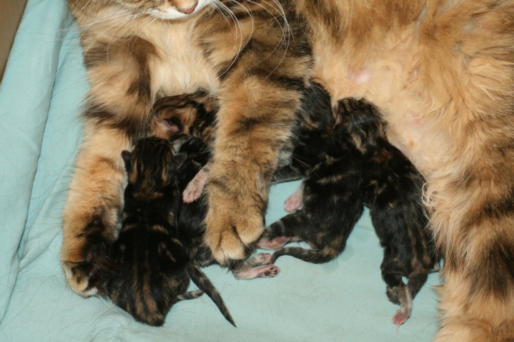 amurink2pennut3poikaaja2tyttsynt2162013amurink2litter3boysand2girlsdob216201313.jpg